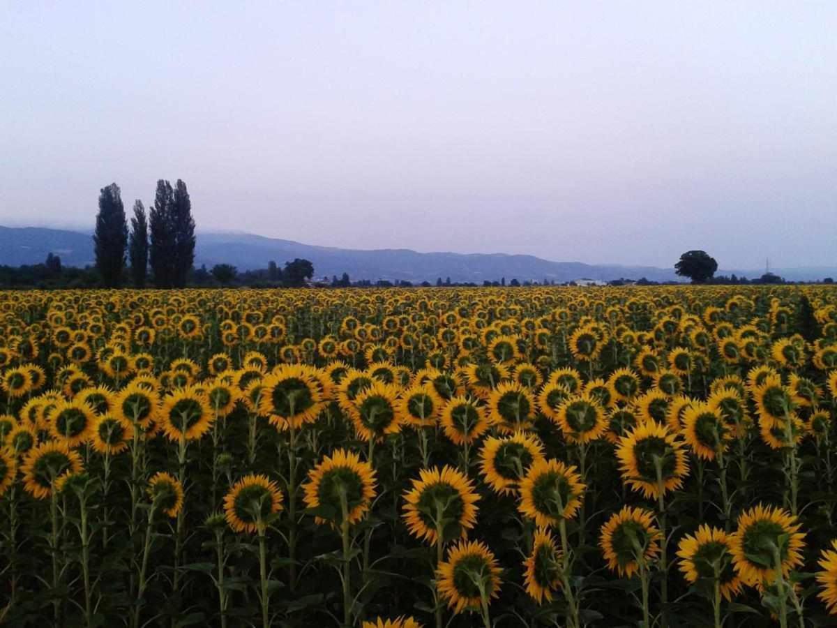 Appartamenti Con Cucina Nelle Colline Toscane Ангиари Екстериор снимка
